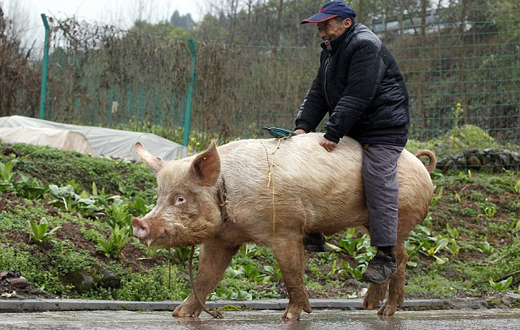 Farmer rides his pig to market after illness left him too sick to walk